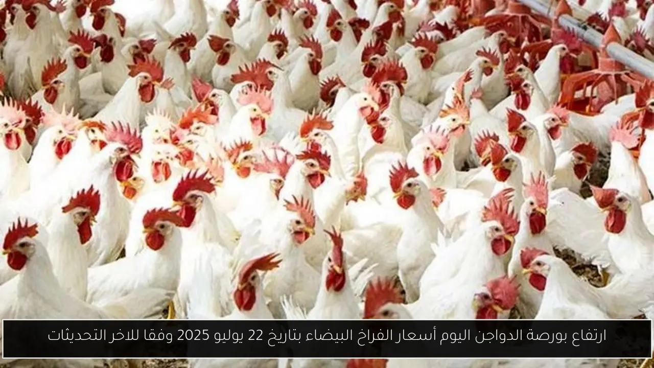 بورصة الدواجن اليوم أسعار الفراخ البيضاء