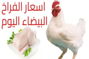 بورصة الدواجن اليوم أسعار الفراخ البيضاء