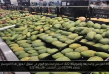اسعار المانجو اليوم في سوق العبور