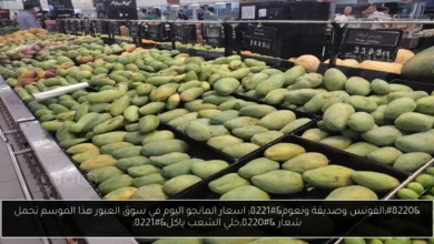 اسعار المانجو اليوم في سوق العبور