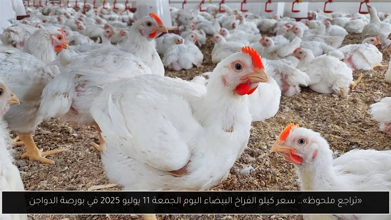 سعر كيلو الفراخ البيضاء