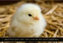 سعر الكتكوت الأبيض اليوم عمر يوم