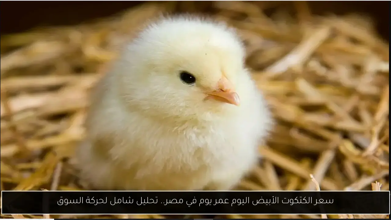 سعر الكتكوت الأبيض اليوم عمر يوم