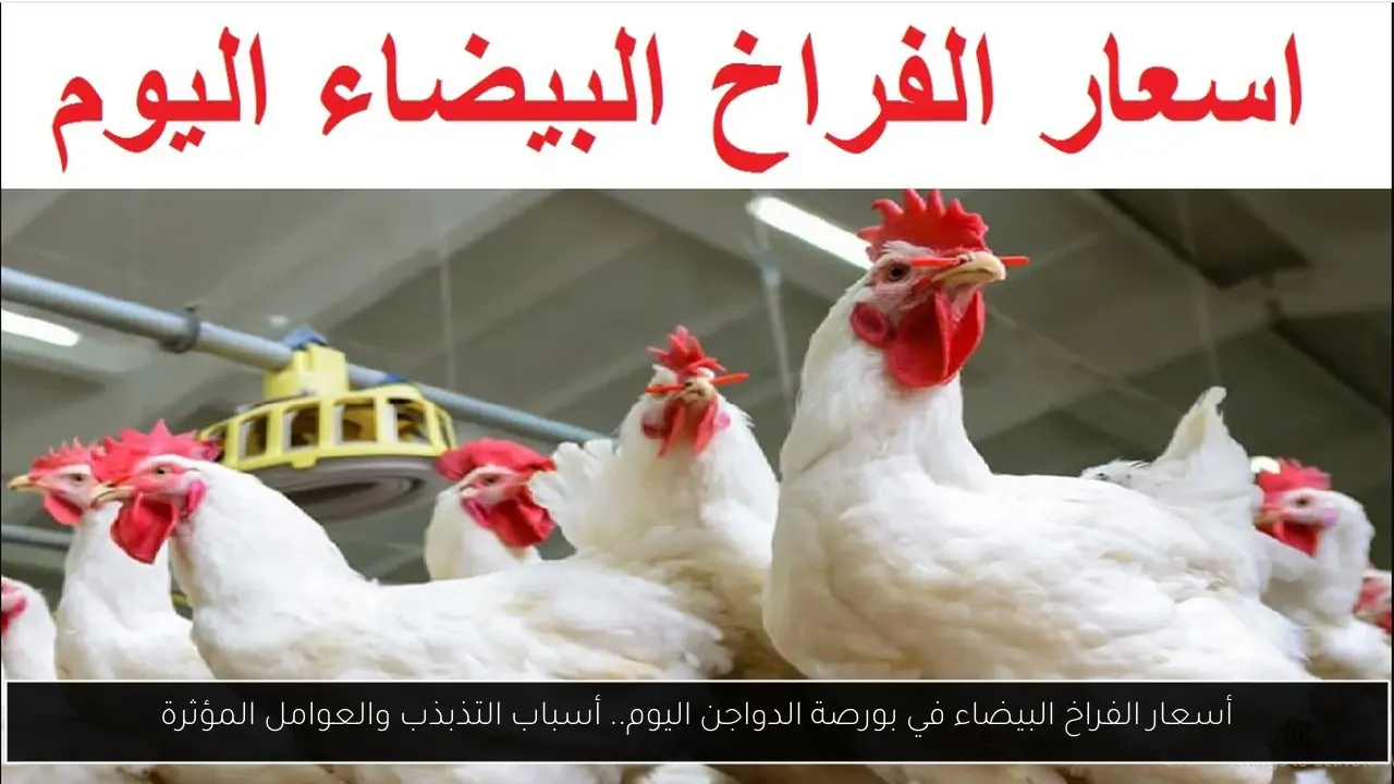 بورصة الدواجن اليوم أسعار الفراخ البيضاء