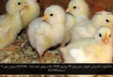 سعر الكتكوت الأبيض اليوم عمر يوم