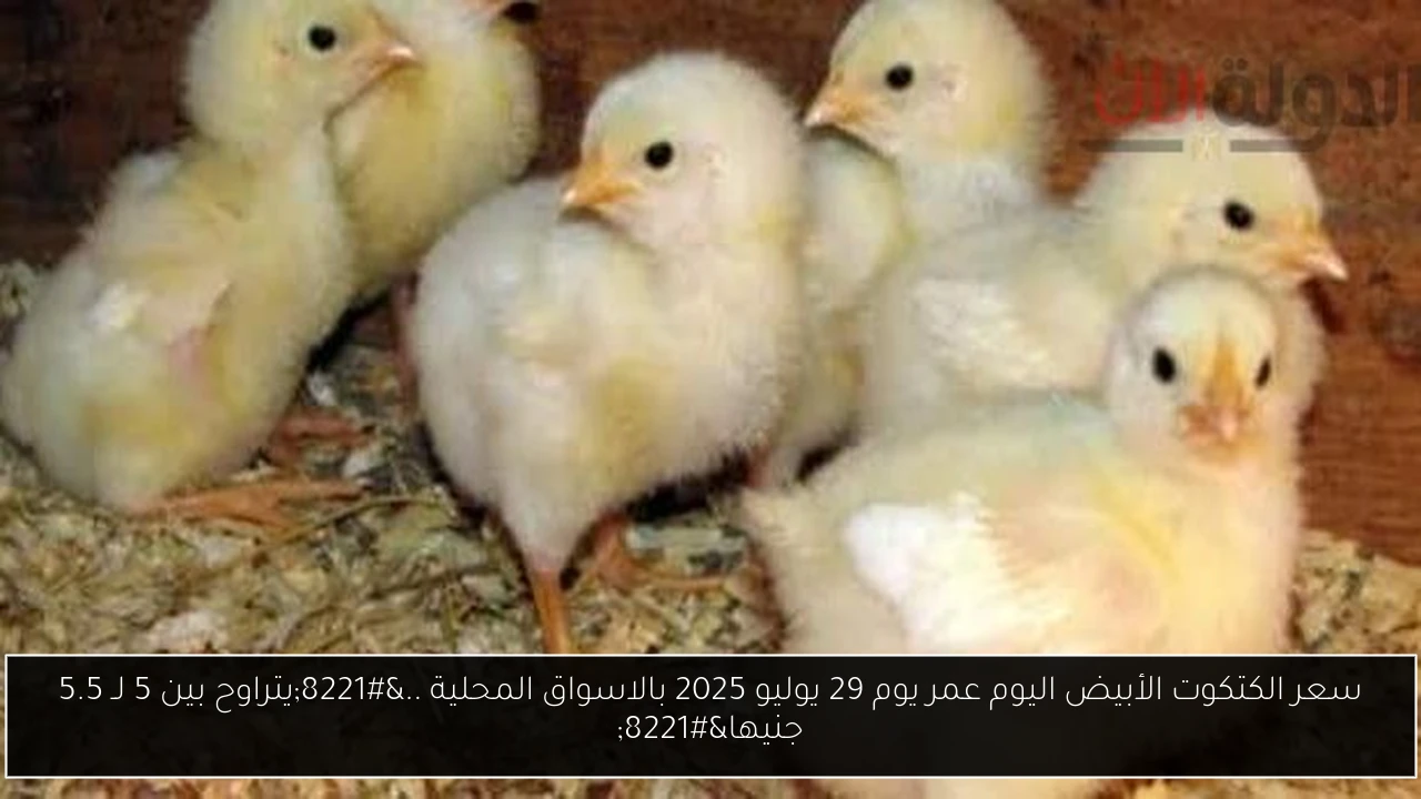 سعر الكتكوت الأبيض اليوم عمر يوم