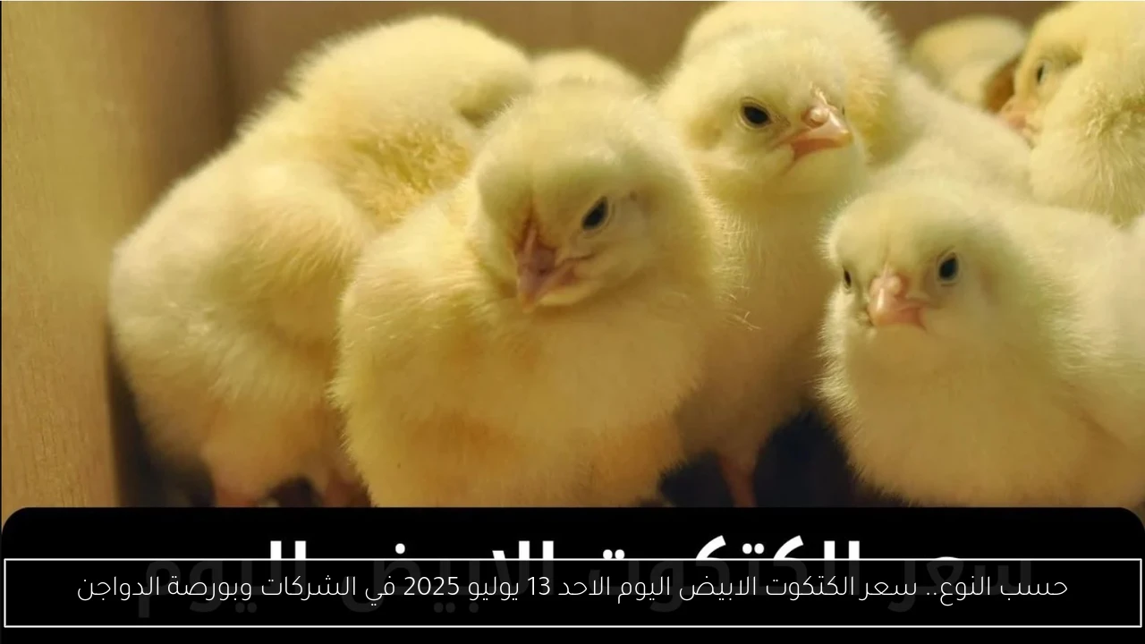 سعر الكتكوت الابيض اليوم