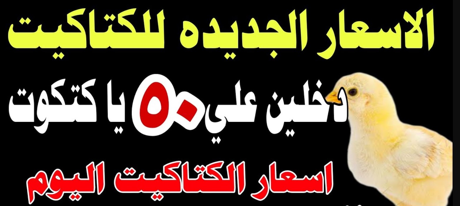 سعر الكتكوت الابيض اليوم