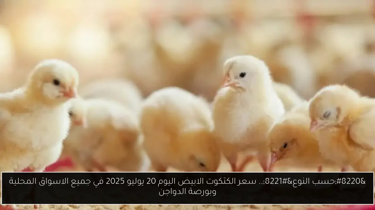 سعر الكتكوت الابيض اليوم
