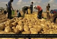 اسعار البطاطس في سوق العبور