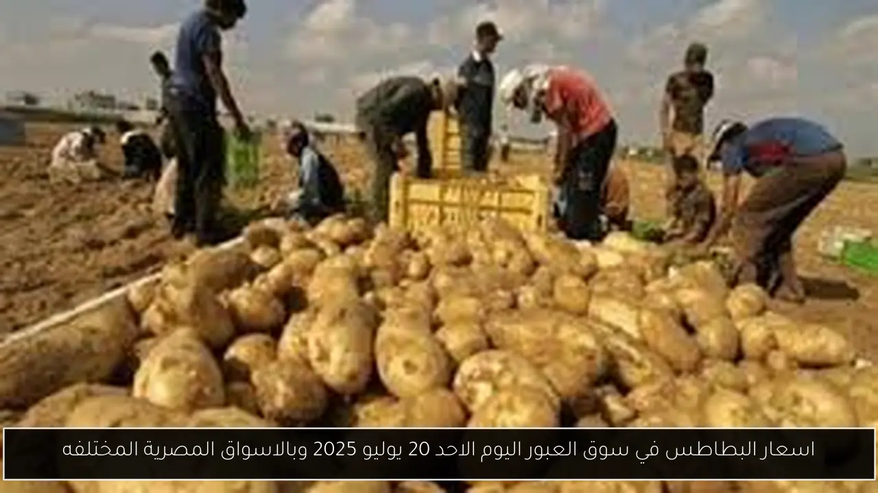 اسعار البطاطس في سوق العبور