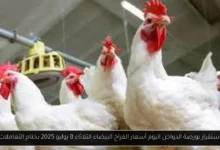 بورصة الدواجن اليوم أسعار الفراخ البيضاء