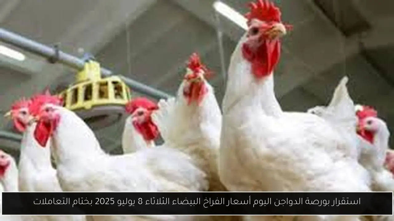 بورصة الدواجن اليوم أسعار الفراخ البيضاء