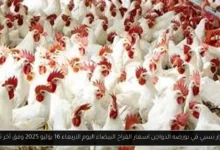 بورصه الدواجن اسعار الفراخ البيضاء اليوم
