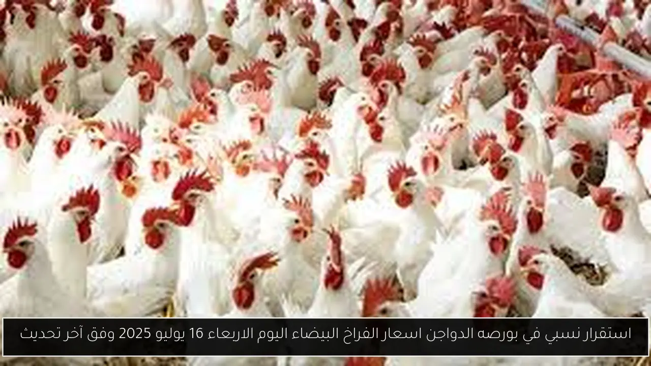 بورصه الدواجن اسعار الفراخ البيضاء اليوم