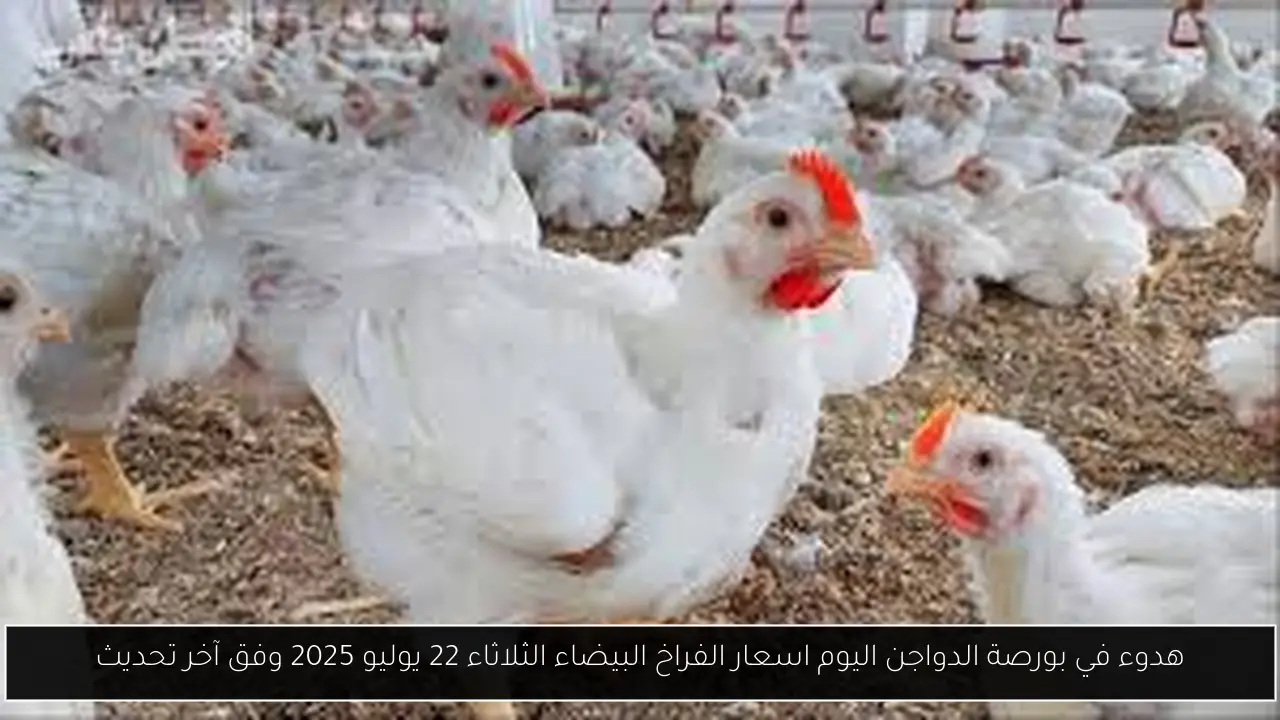 بورصة الدواجن اليوم اسعار الفراخ البيضاء