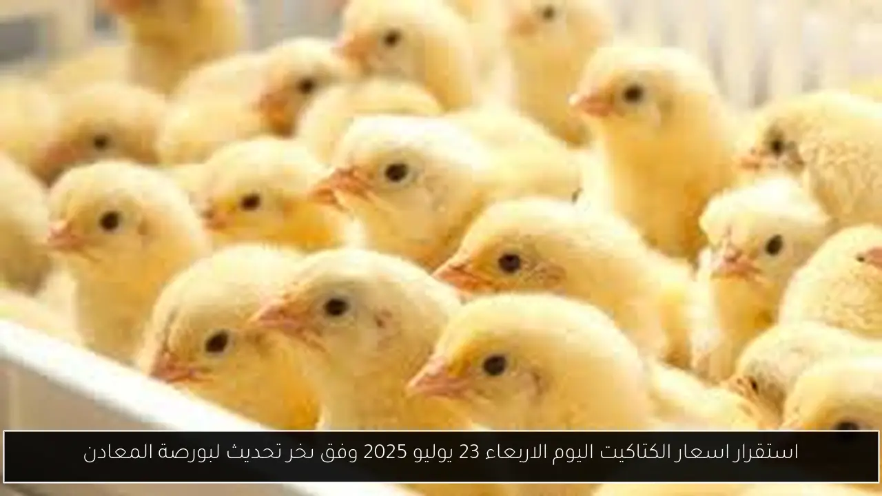 أسعار الكتاكيت اليوم