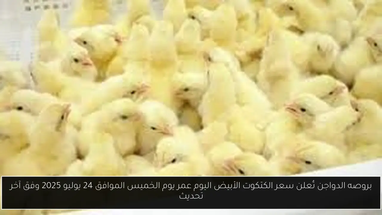 سعر الكتكوت الأبيض اليوم عمر يوم