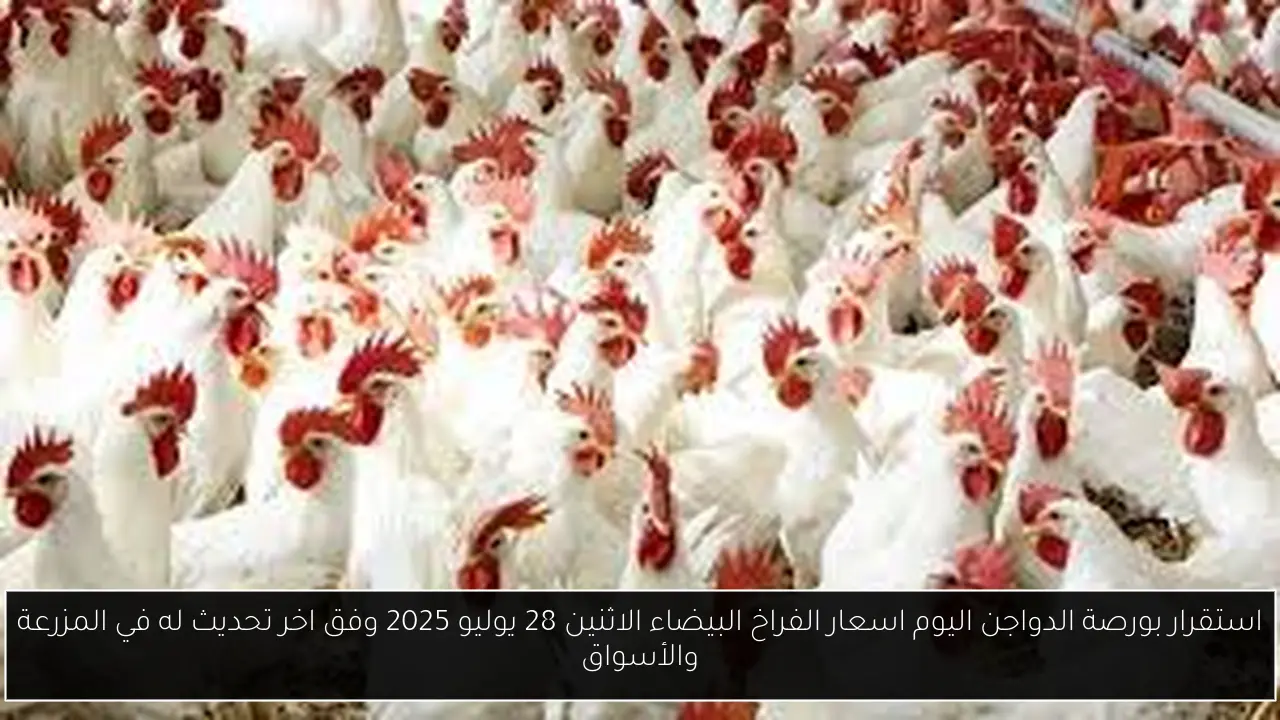 بورصة الدواجن اليوم اسعار الفراخ البيضاء