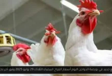 بورصة الدواجن اليوم أسعار الفراخ البيضاء