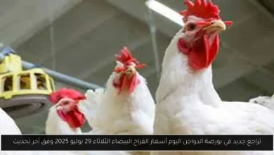 بورصة الدواجن اليوم أسعار الفراخ البيضاء
