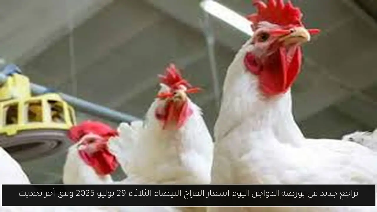 بورصة الدواجن اليوم أسعار الفراخ البيضاء