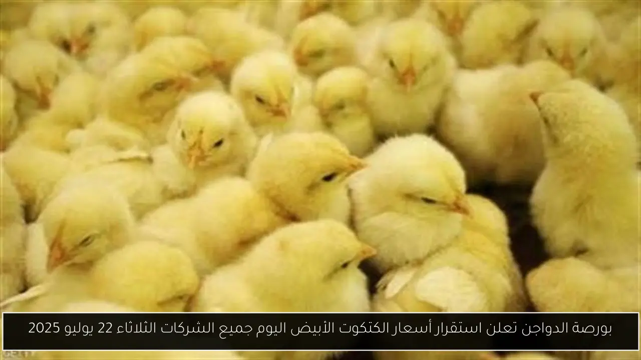 أسعار الكتكوت الأبيض اليوم جميع الشركات