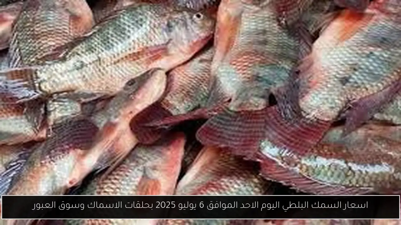 اسعار السمك البلطي اليوم