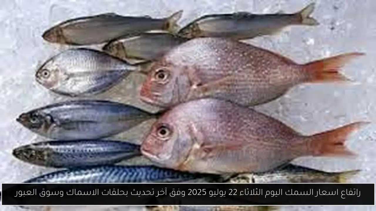 اسعار السمك اليوم