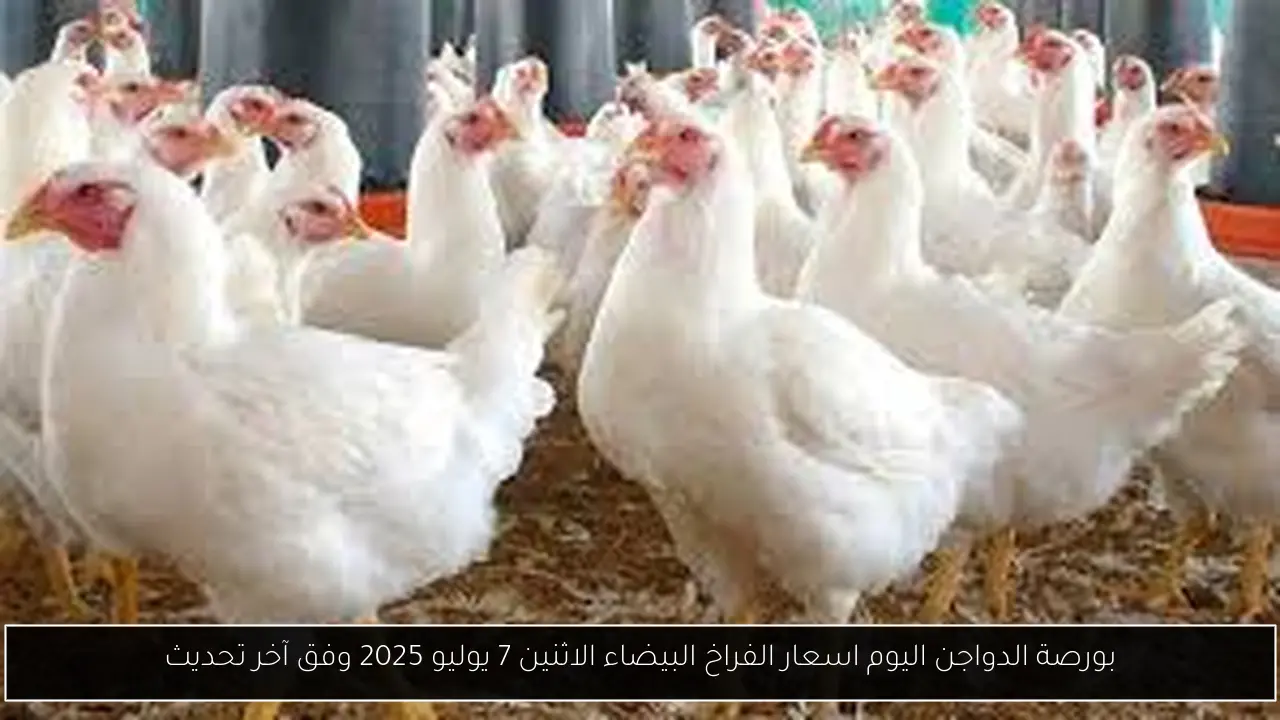 بورصة الدواجن اليوم اسعار الفراخ البيضاء