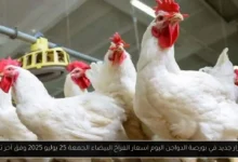 بورصة الدواجن اليوم اسعار الفراخ البيضاء