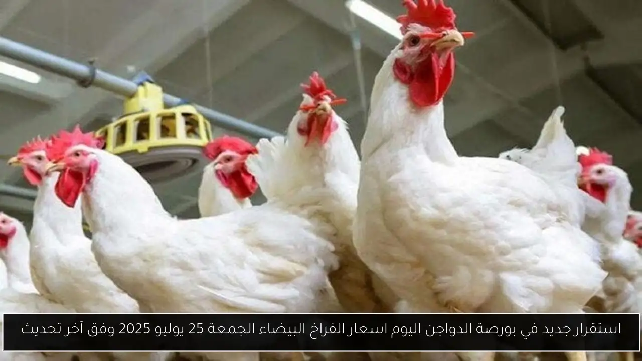 بورصة الدواجن اليوم اسعار الفراخ البيضاء