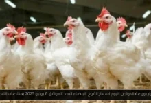 بورصة الدواجن اليوم أسعار الفراخ البيضاء