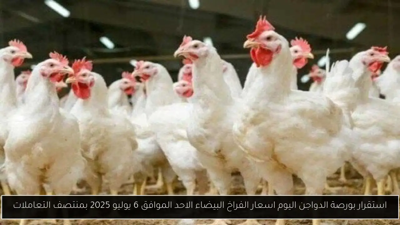بورصة الدواجن اليوم أسعار الفراخ البيضاء