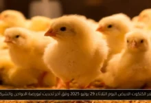 سعر الكتكوت الابيض اليوم