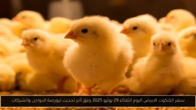 سعر الكتكوت الابيض اليوم