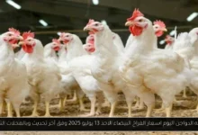 بورصه الدواجن اليوم اسعار الفراخ البيضاء