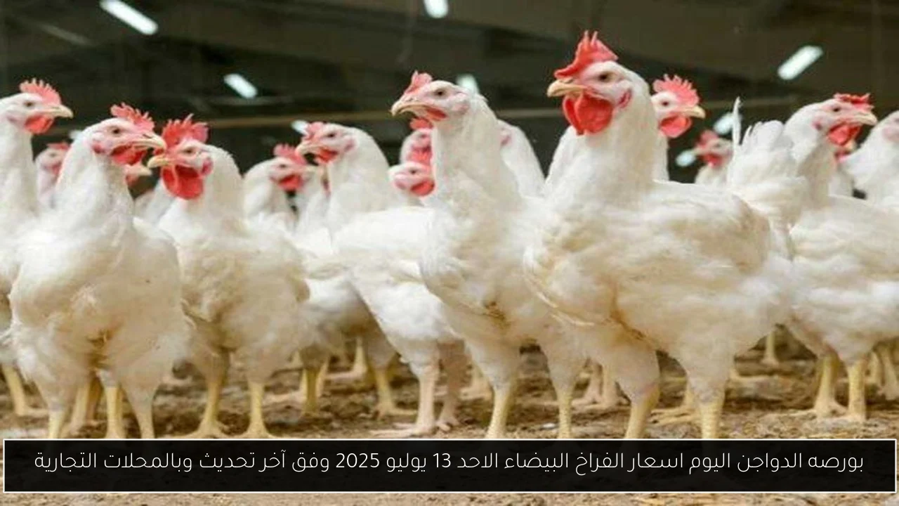 بورصه الدواجن اليوم اسعار الفراخ البيضاء