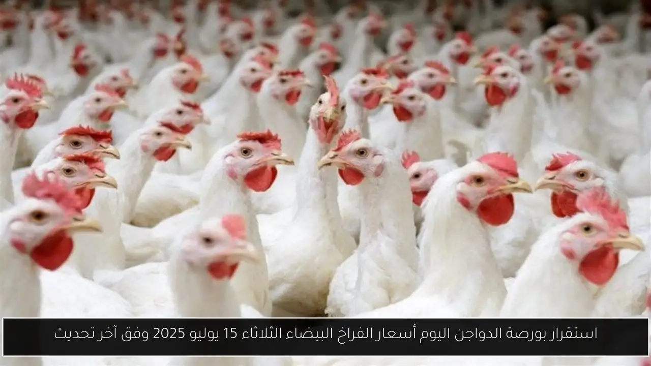 بورصة الدواجن اليوم أسعار الفراخ البيضاء