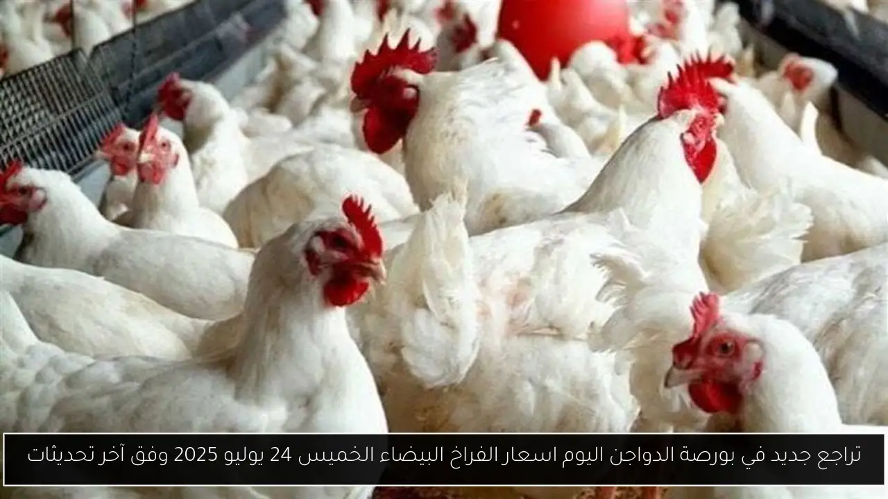 بورصة الدواجن اليوم اسعار الفراخ البيضاء