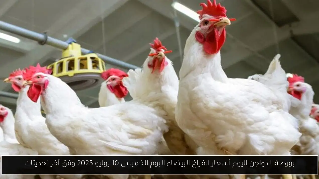 بورصة الدواجن اليوم أسعار الفراخ البيضاء