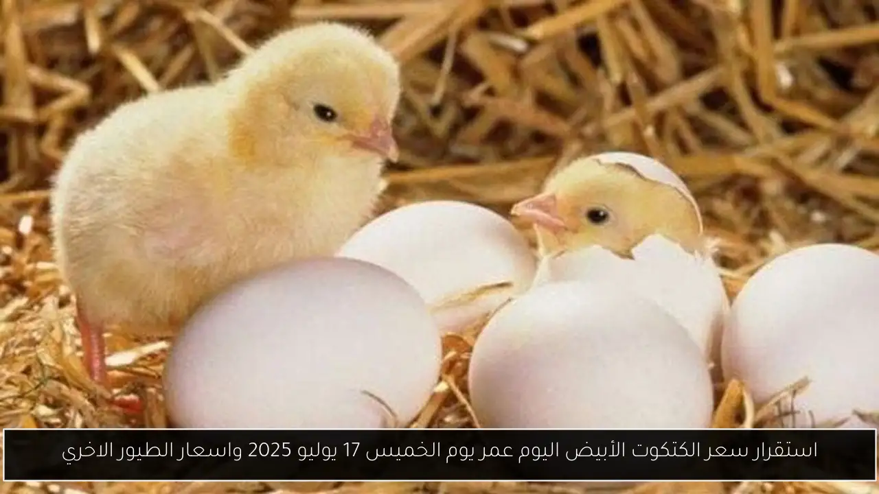 سعر الكتكوت الأبيض اليوم عمر يوم