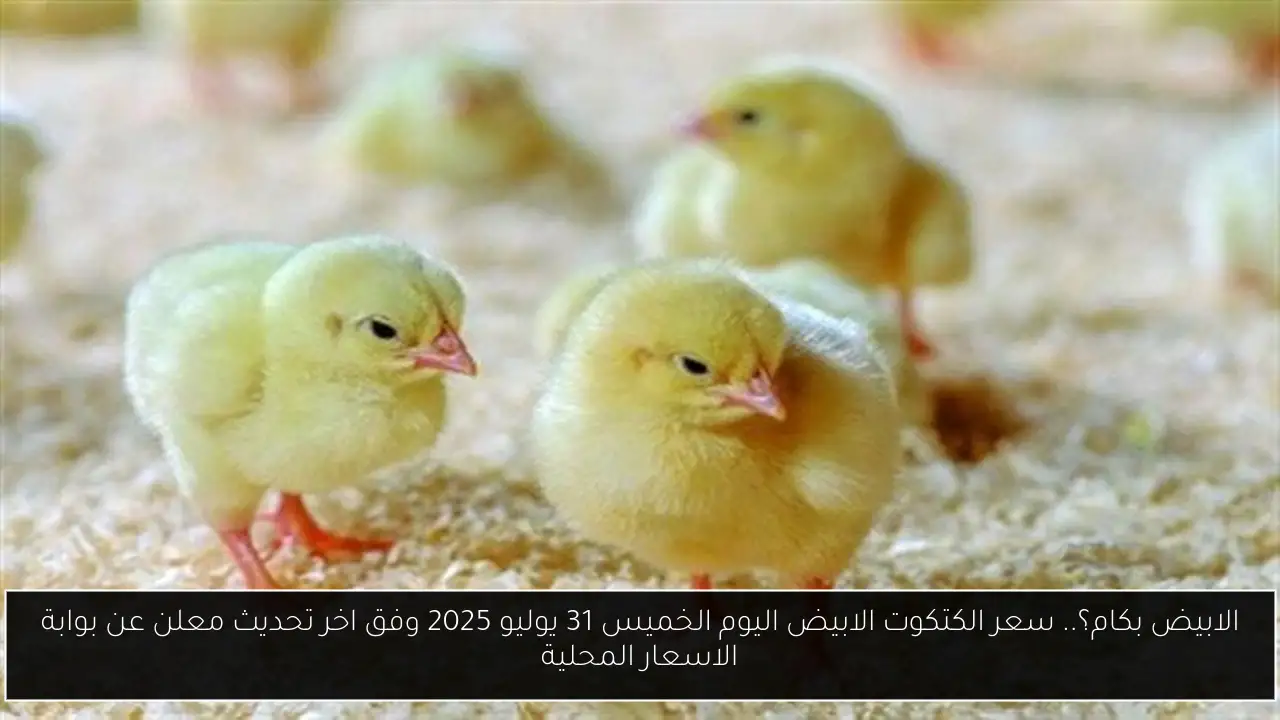 سعر الكتكوت الابيض اليوم