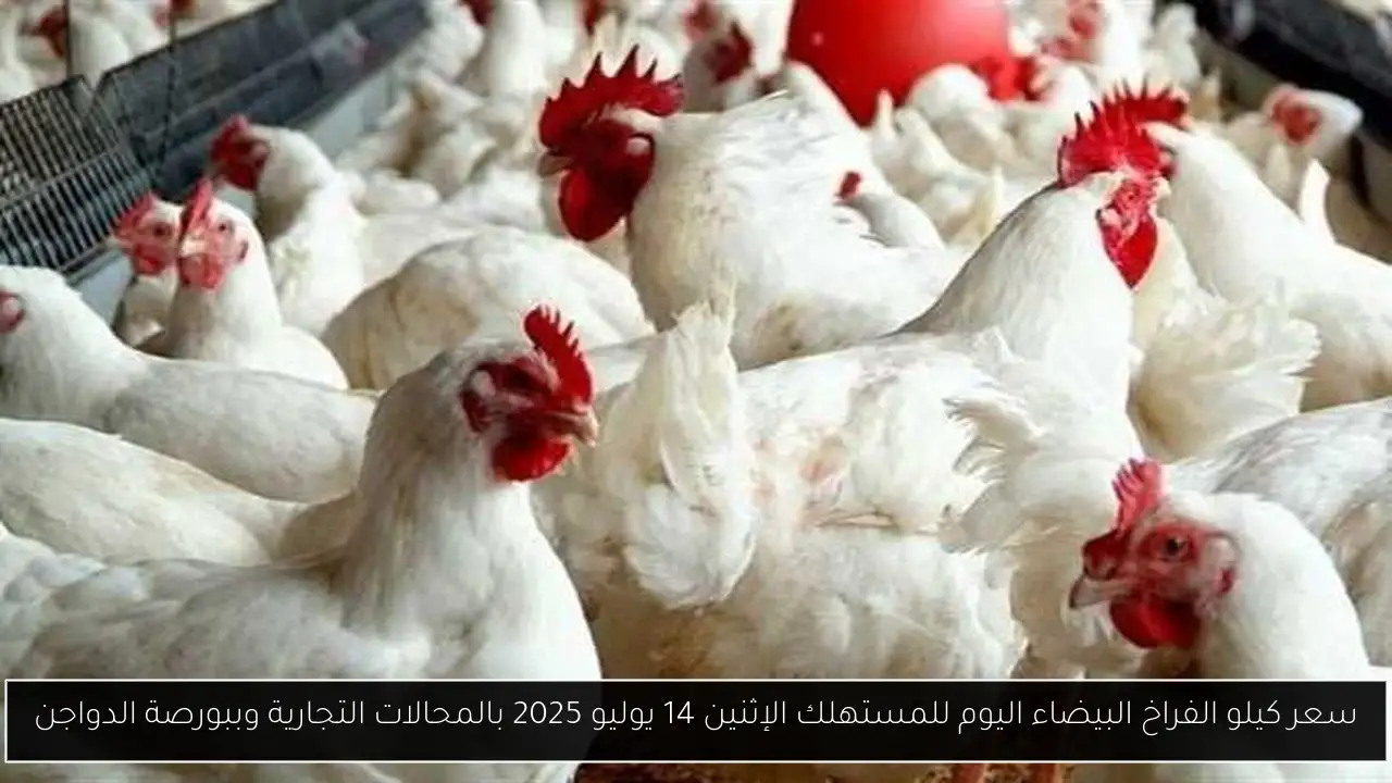 سعر كيلو الفراخ البيضاء اليوم للمستهلك