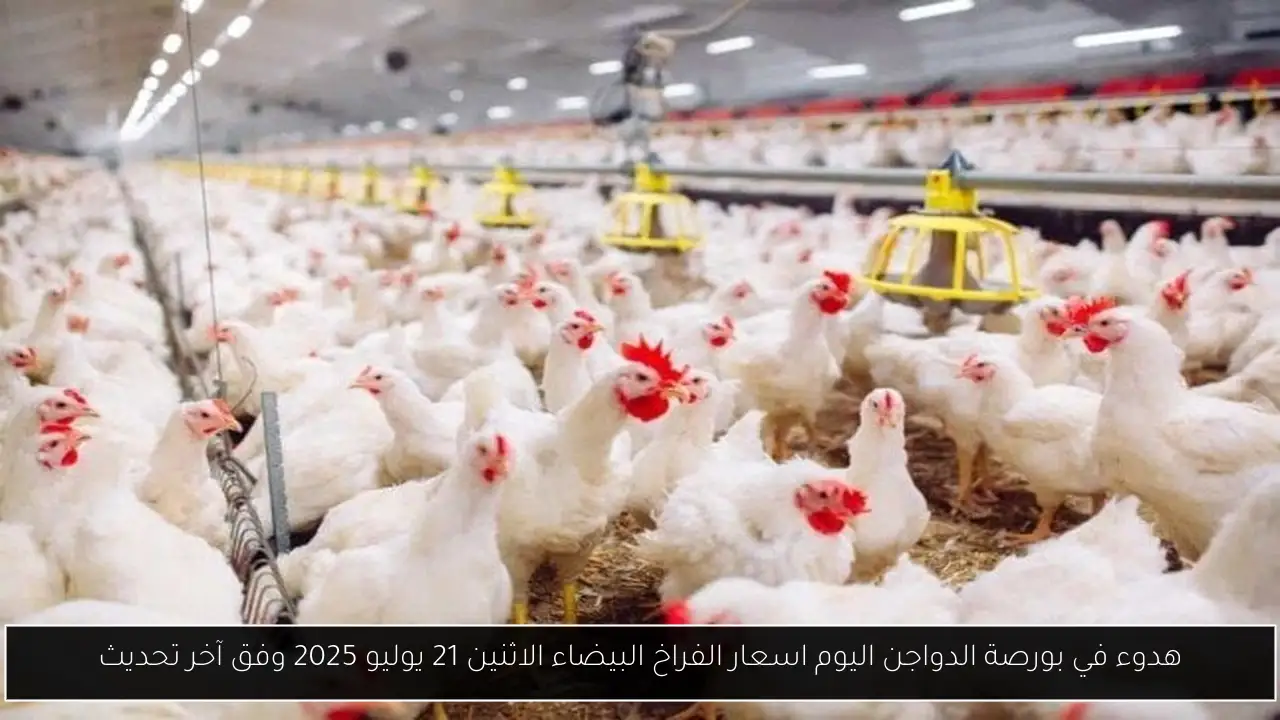 بورصة الدواجن اليوم اسعار الفراخ البيضاء