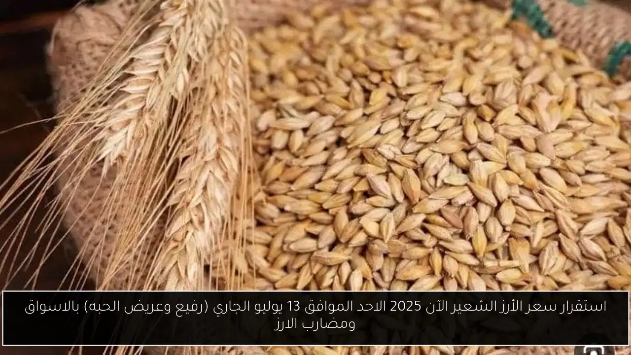 سعر الأرز الشعير الآن 2025