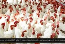 بورصة الدواجن اسعار الفراخ البيضاء اليوم
