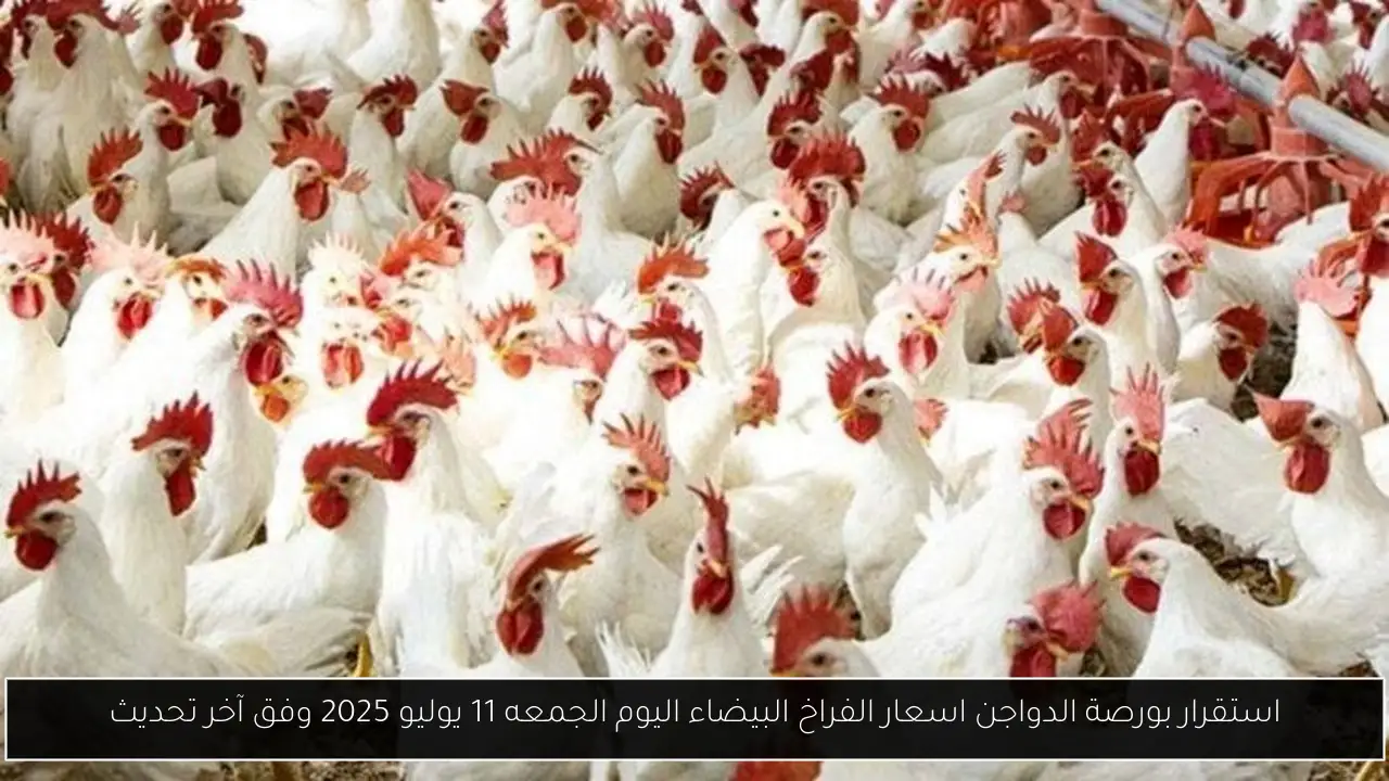 بورصة الدواجن اسعار الفراخ البيضاء اليوم