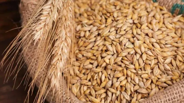 سعر طن الأرز الشعير اليوم