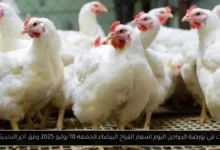 بورصة الدواجن اليوم اسعار الفراخ البيضاء